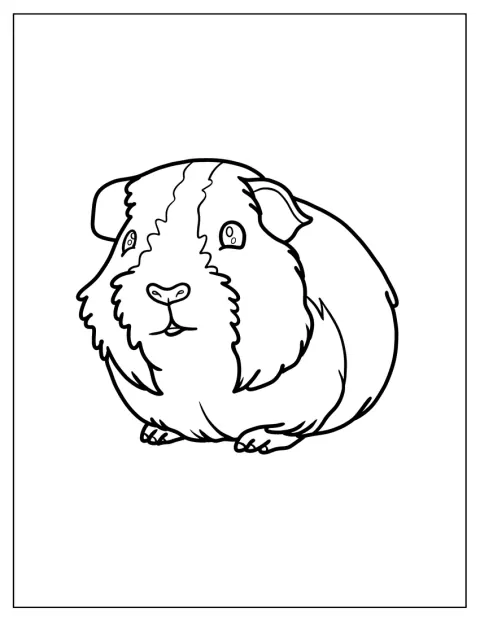 Un cochon d’Inde est représenté dans un dessin réaliste aux lignes épurées.