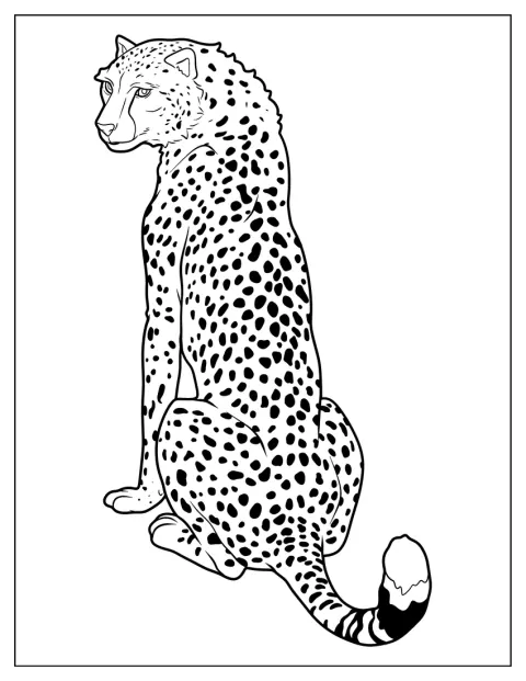 大人のチーターを、背中側から描いています。