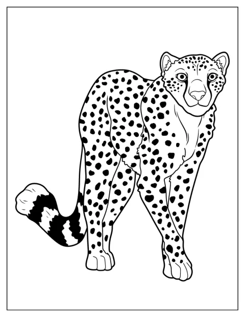 Ein freundlicher Gepard schaut aus einer einfachen Umrisszeichnung hervor.