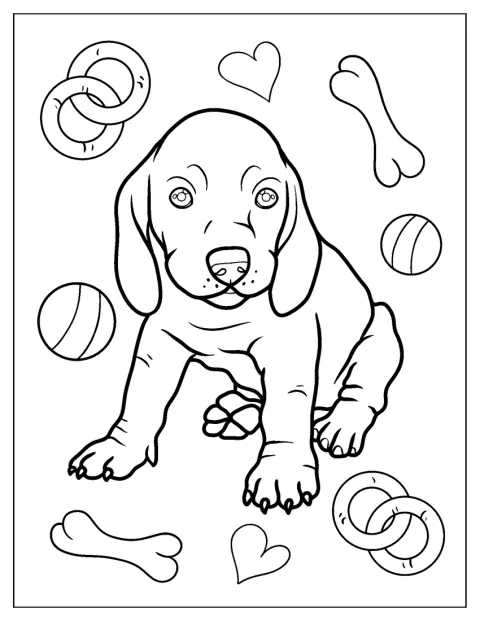 Um pequeno Dachshund posa com as patas dianteiras esticadas.