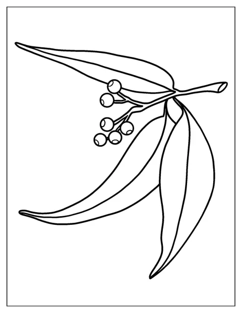 Eukalyptuksen lehdet muodostavat kasviaiheisen kuvan.