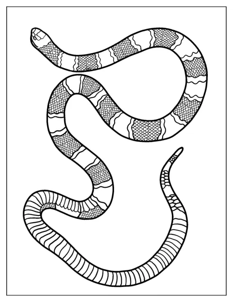 Una serpiente coral aparece extendida con sus características bandas.