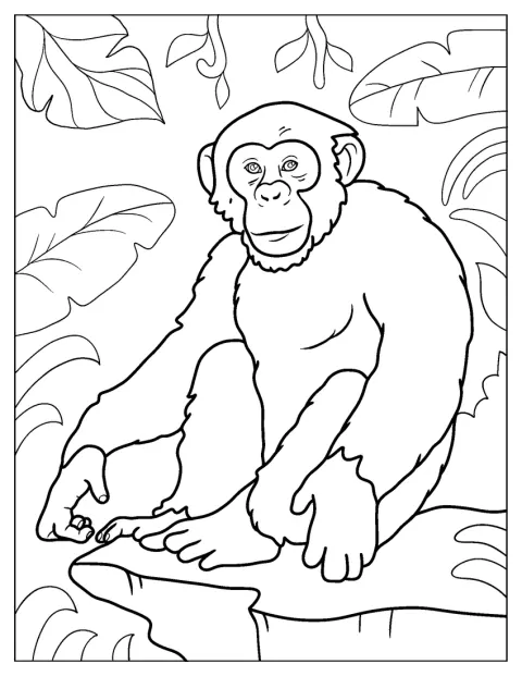 Een chimpansee zit glimlachend op een rots.