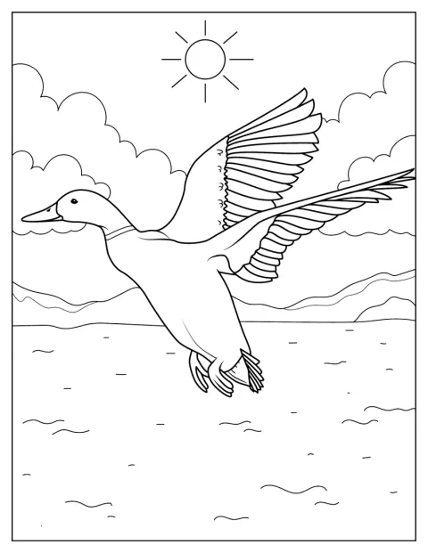 Ankka avaa siipensä valmistautuessaan lentoon.