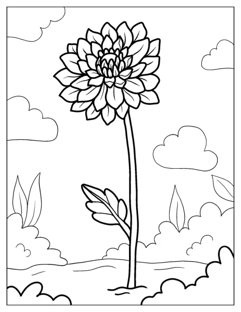 野原でキクの花が、葉を広げて咲いています。