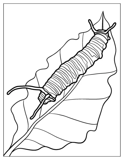 Una oruga monarca reposa sobre una hoja.