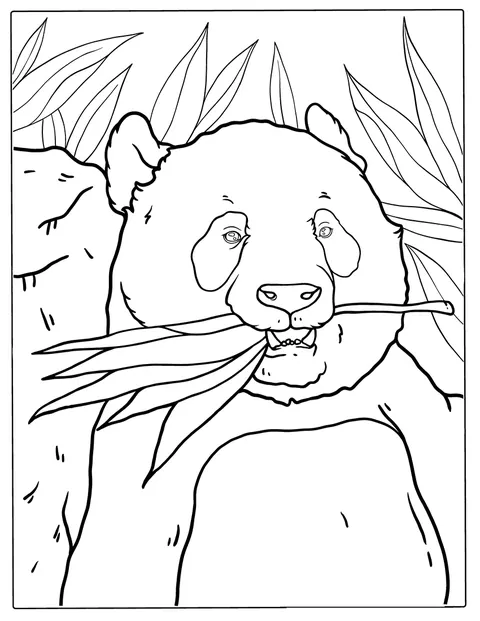 Un panda adulte grignote des tiges de bambou.