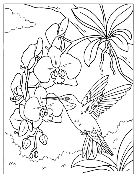Kolibri ruokailee orkidean kukilla.