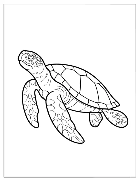 Een schildpad zwemt met gespreide poten door het water.