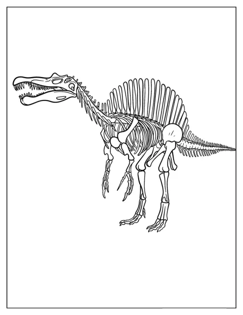 Et Spinosaurus-skjelett viser dinosaurens skarpe tenner og ryggseil.